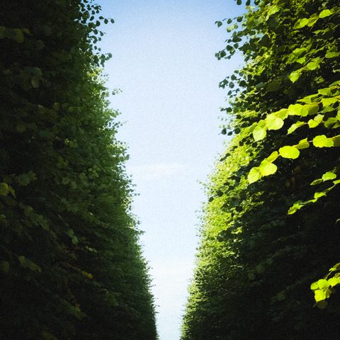 Dangaus kelias / Road of Heaven