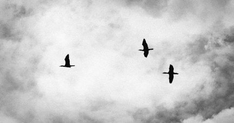 Vėtrungės / Weather vanes